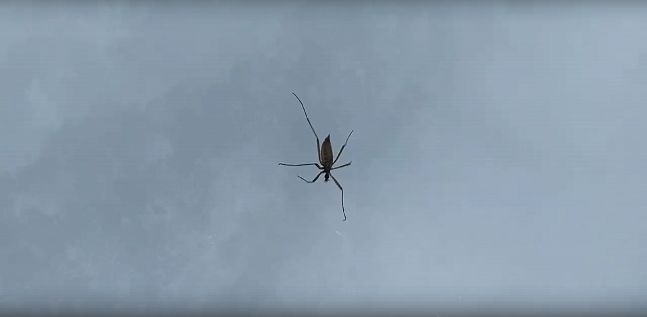 Лыжник из Коми обнаружил живых насекомых в снегу посреди леса (видео)