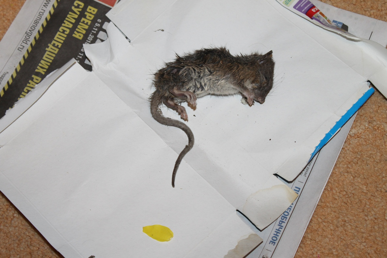 Сыктывкарка напором воды убила крысу, которая всю ночь не давала ей уснуть
