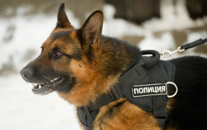 В Коми полицейская собака помогла найти подозреваемого в ограблении