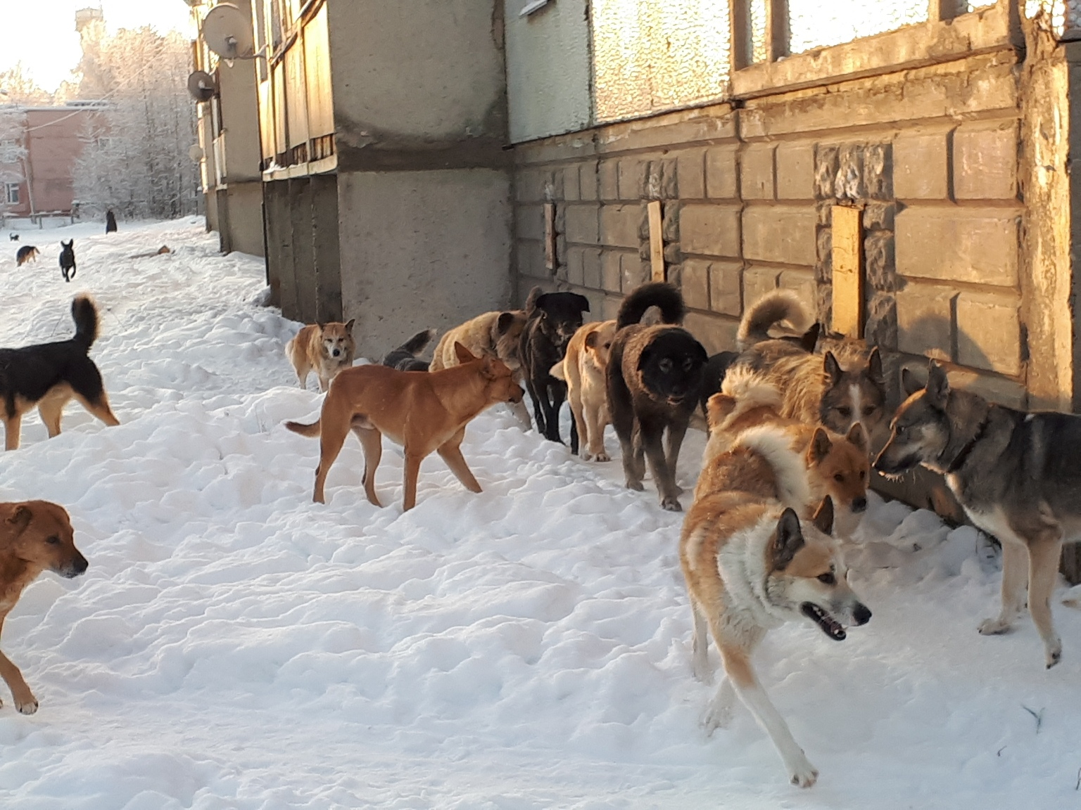 «Собачий террор»: в одном из поселков Коми разрастается стая бродячих псов (фото)