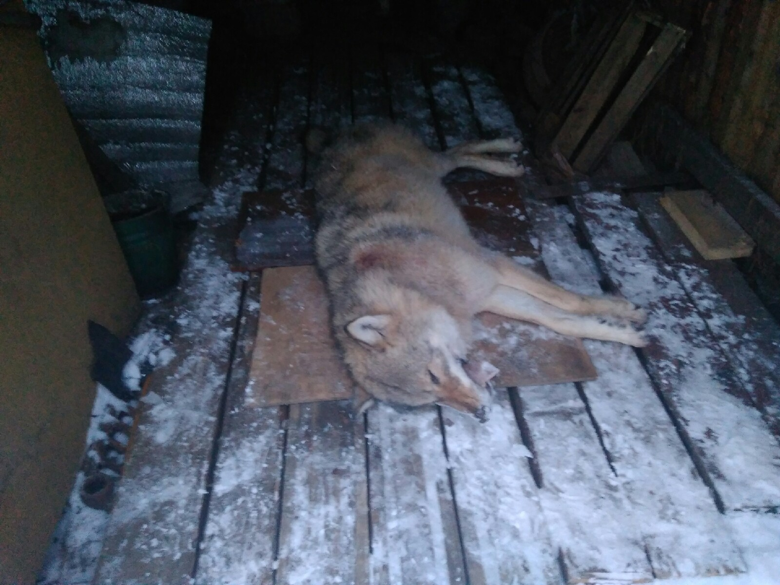 В деревне Коми, которую терроризируют лесные хищники, снова убили волка (фото)