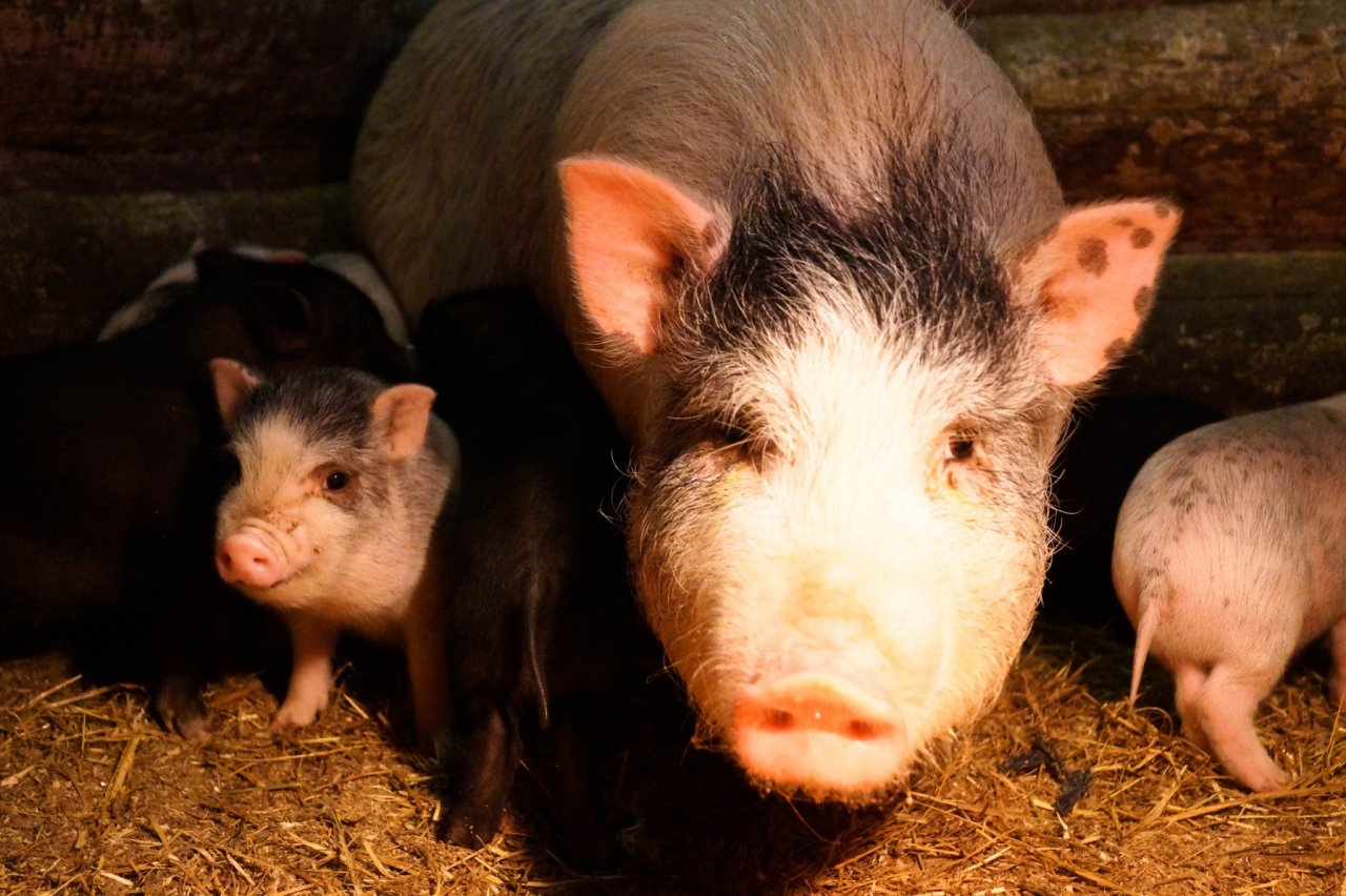 Гороскоп на 2019 год: узнайте, какие сюрпризы готовит вам земляная Свинья