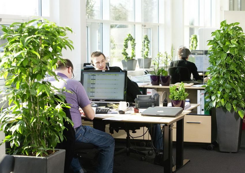 Растения в офисе повысят психологический комфорт персонала
