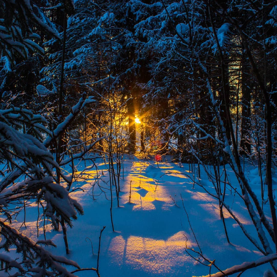 Фото дня: закат в зимнем лесу в Сыктывкаре