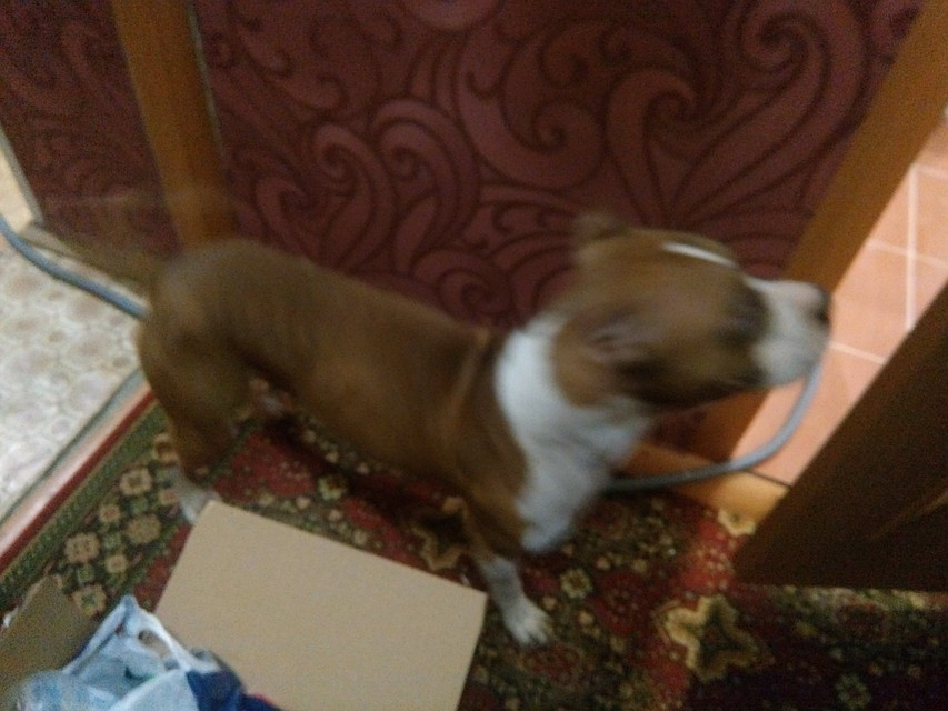 В Коми собака несколько недель выживала в квартире, хозяин которой сел в тюрьму