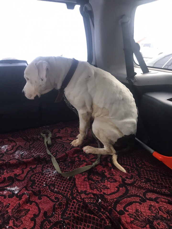 Собаку, которую избивала живодерка из Коми, забрали старые хозяева