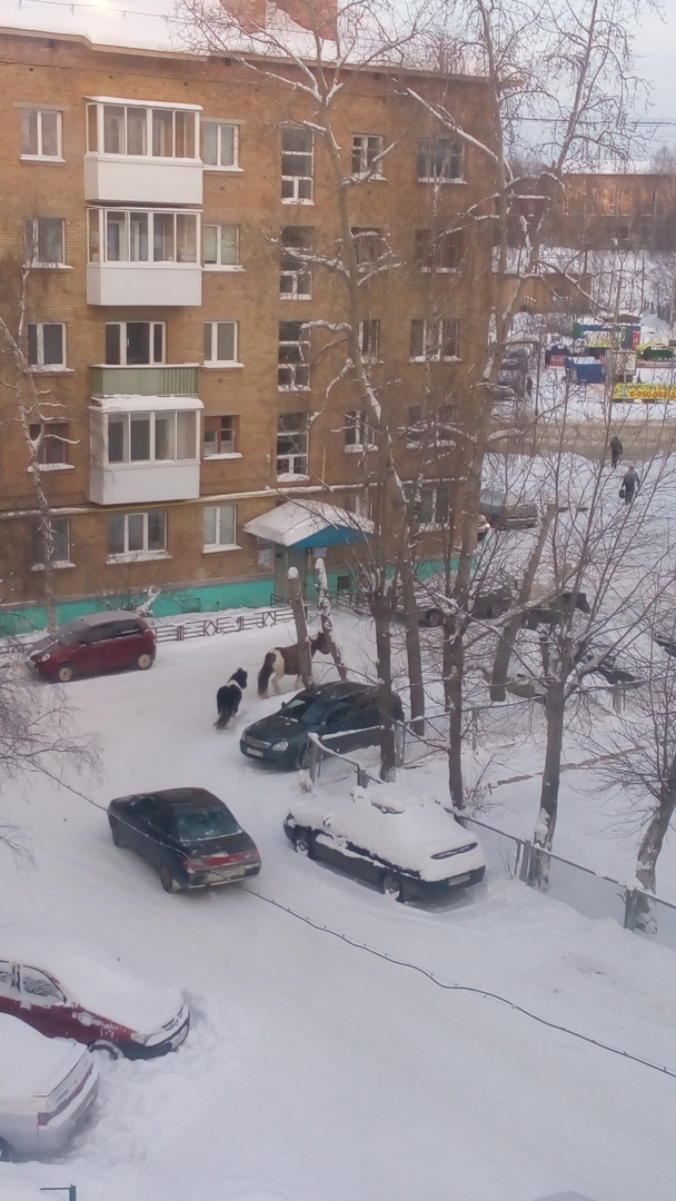 В Коми женщине пришлось убегать от разъяренных лошадей в центре города