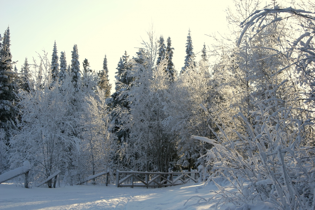 Погода в Сыктывкаре на 30 января: синоптики обещают потепление