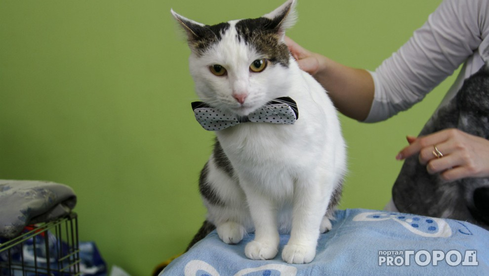 Сыктывкарский ветеринар рассказала, почему питомцы впадают в депрессию и как им помочь