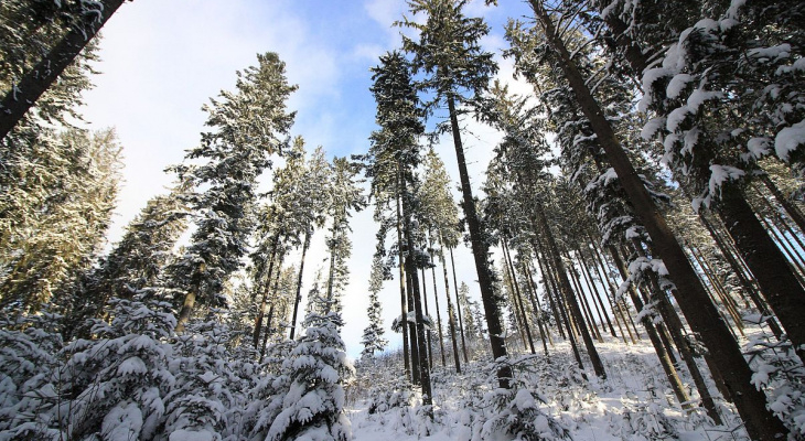 Погода в Сыктывкаре на 6 февраля: снегопады прекратятся, а ветер стихнет