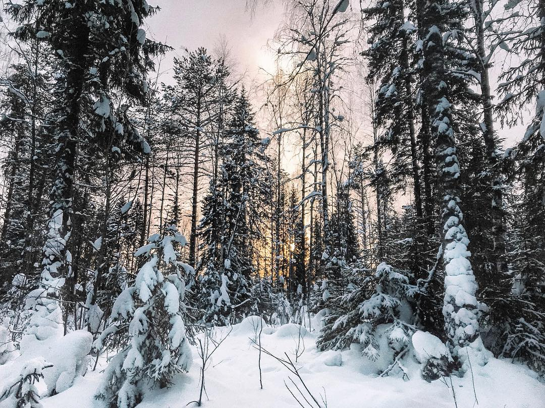 Фото дня от сыктывкарки: зимняя сказка в заснеженном лесу