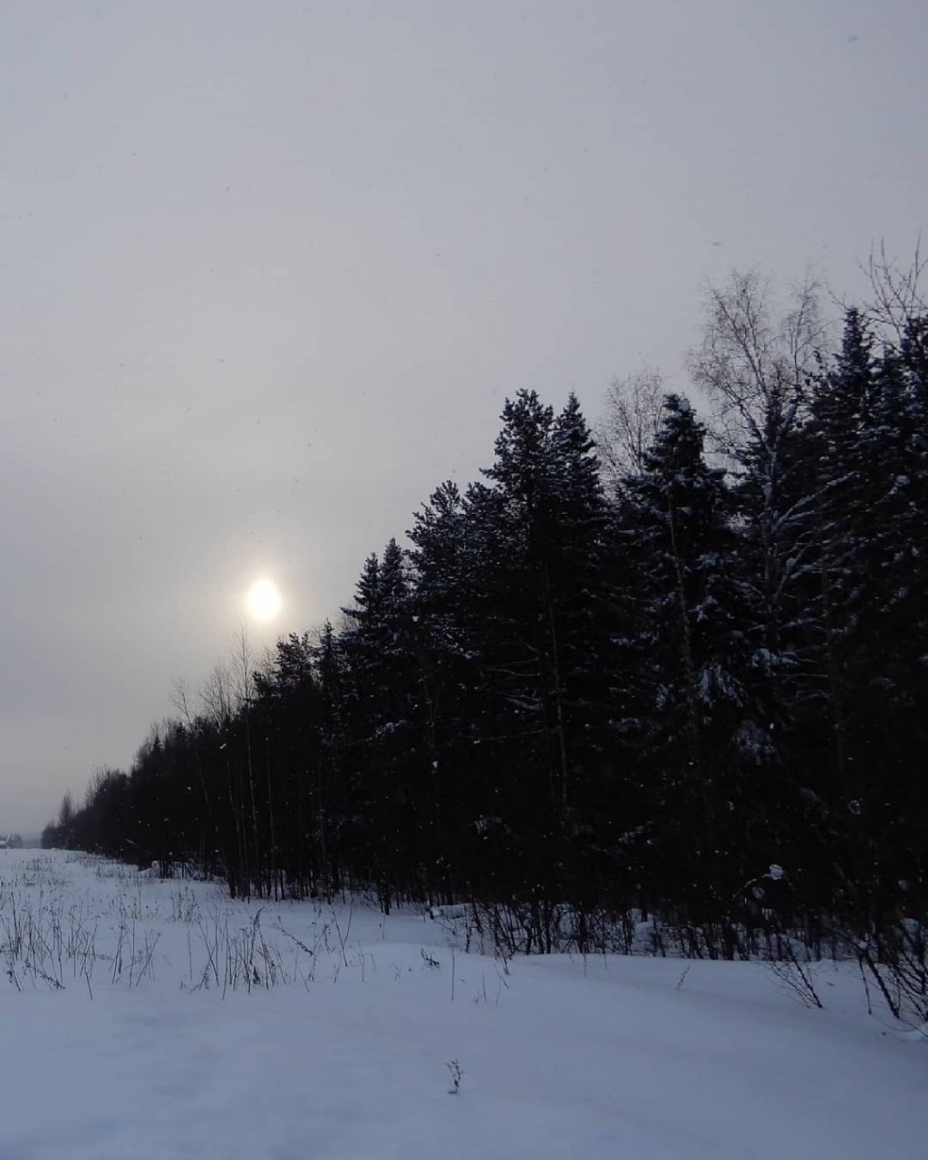 Фото дня в Сыктывкаре: опушка зимнего леса