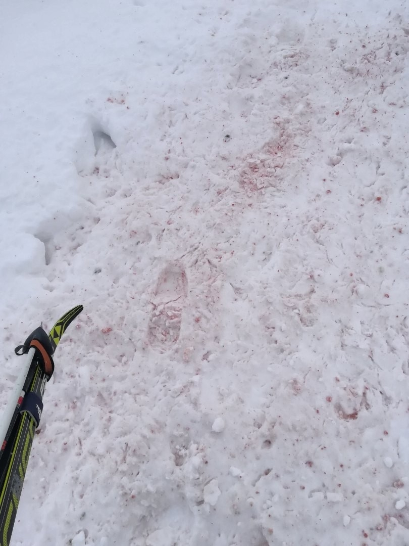 В одном из районов Коми волки утащили собаку, оставив за собой кровавый след (фото)