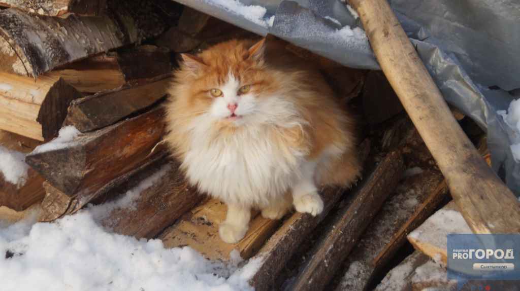 Погода в Сыктывкаре на 18 февраля: синоптики ждут метель