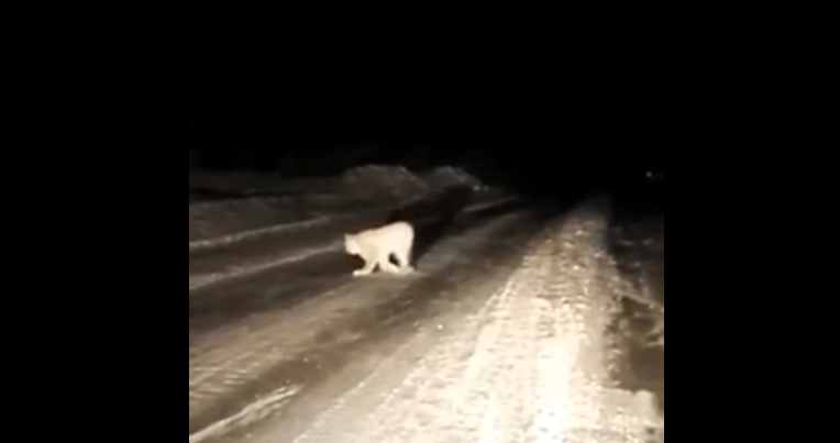 В Коми водитель снял на камеру необычного лесного зверя (видео)