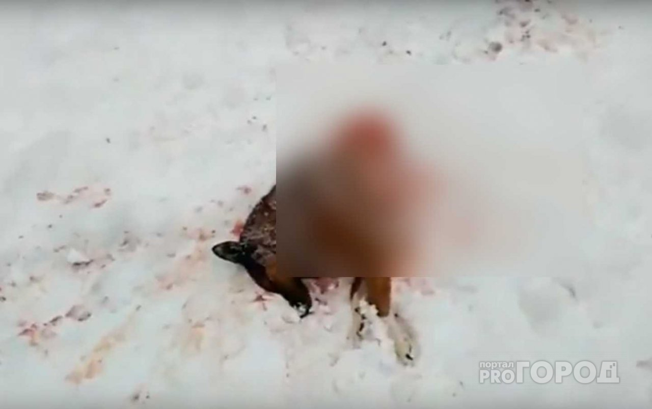 В Сыктывкаре волки разорвали на куски собаку (видео)