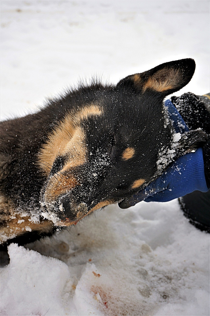 В Сыктывкаре неизвестные выбросили собаку у приюта, а потом ее сбили насмерть (фото)