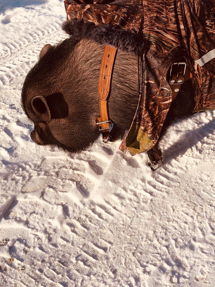 «Кто, кто? Кабан в пальто!»: в Коми необычный домашний питомец прославился на весь город (фото)