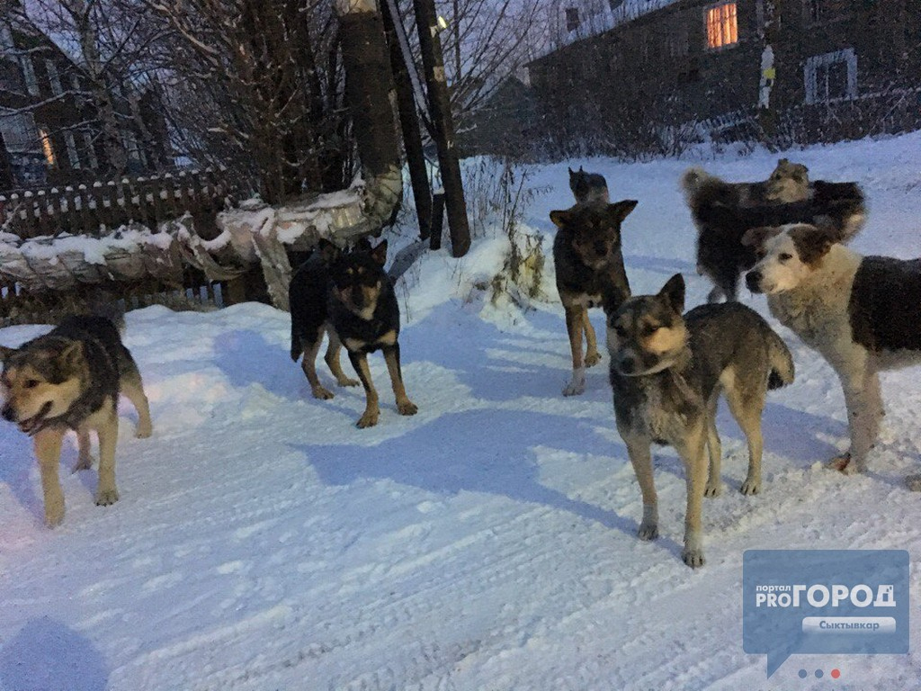Сыктывкарский ветеринар рассказала, как вести себя при встрече с бродячими собаками