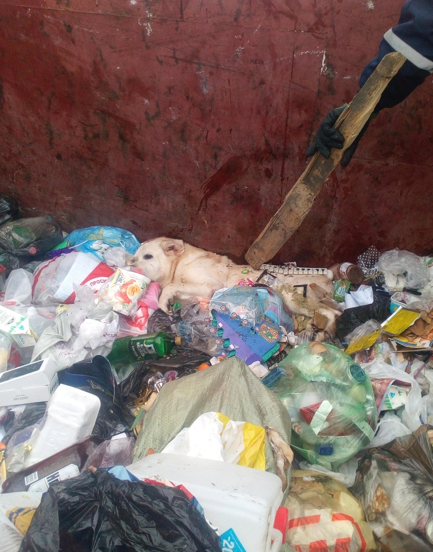В Сыктывкаре собаку выбросили в мусорку и придавили диваном: пес в тяжелом состоянии