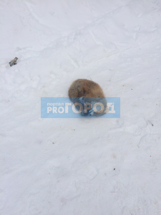 Среди жилых домов Сыктывкара нашли мертвую лисицу (фото)