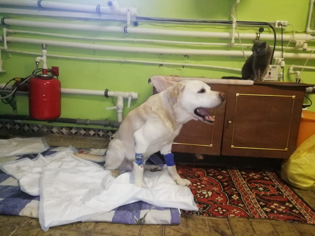 Волонтеры рассказали, как чувствует себя пес, которого сыктывкарцы нашли в мусорке