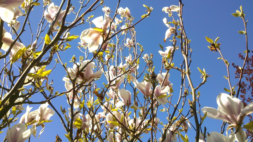 Погода в Сыктывкаре на 2 апреля: тепло, солнечно и без осадков