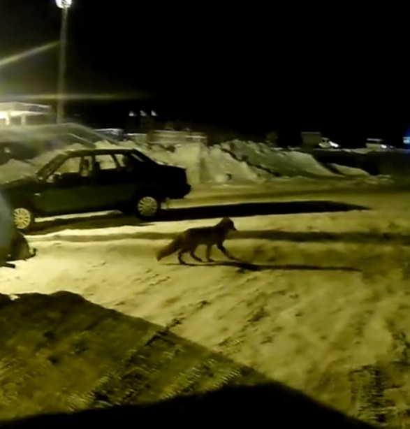 В поселке Коми смелая лисица бегала по автостоянке (видео)
