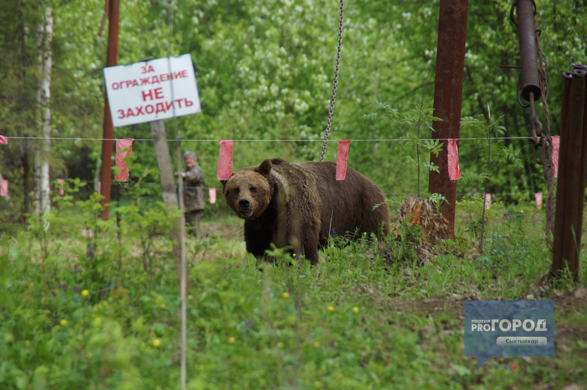 Что можно и нельзя делать в лесу: памятка любопытным россиянам