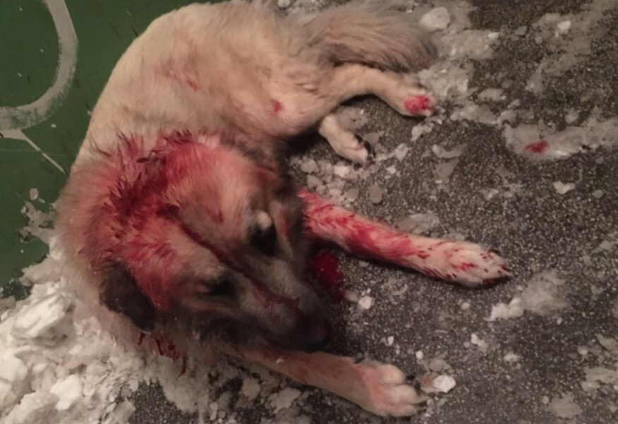Жителя Коми, который гонялся с ножом за окровавленной собакой, задержали