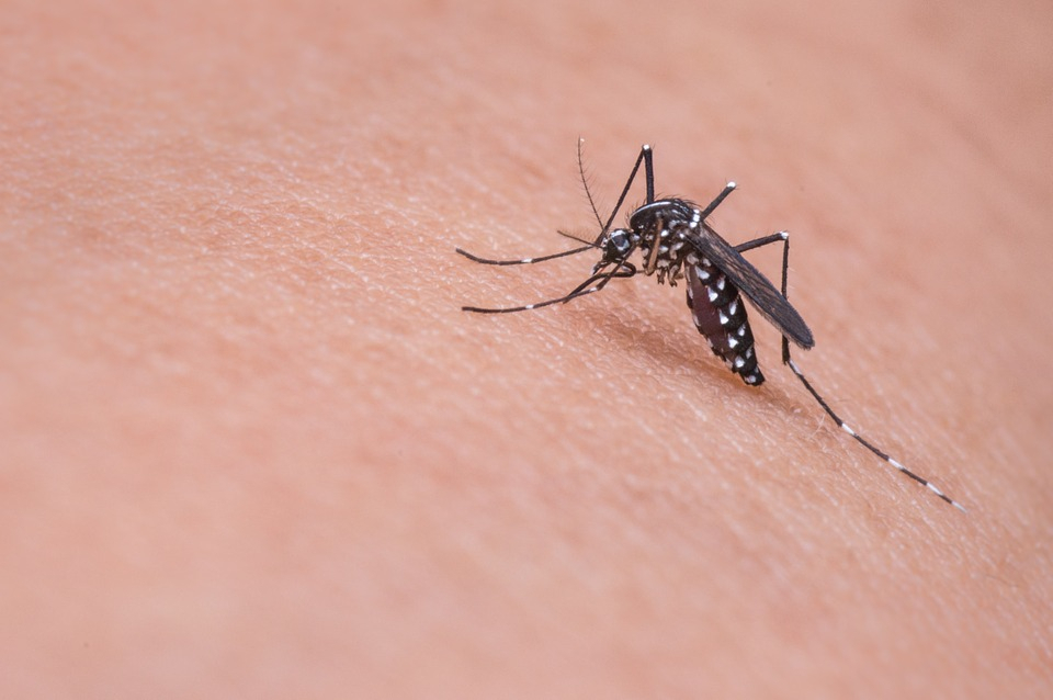 Сыктывкарский биолог рассказала, какие инфекции переносят комары