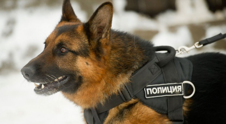 В Сыктывкаре полицейская собака помогла поймать «голодного» грабителя