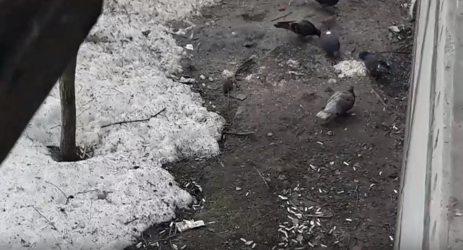 В Сыктывкаре упитанные крысы толпами носятся около жилого дома (видео)