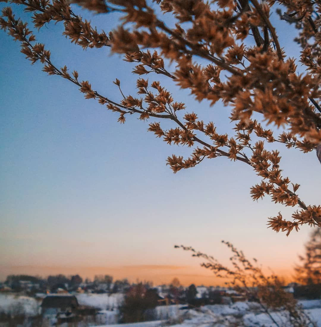 Фото дня в Сыктывкаре: оранжевая ветвь на фоне зимнего Сыктывкара зимой