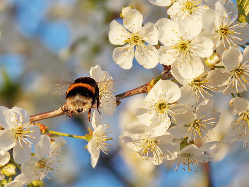 Погода в Сыктывкаре на 1 мая: День Весны и Труда обещает быть теплым
