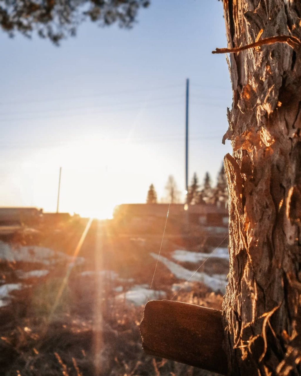Фото дня в Сыктывкаре: тонкие нити паутины на фоне заката