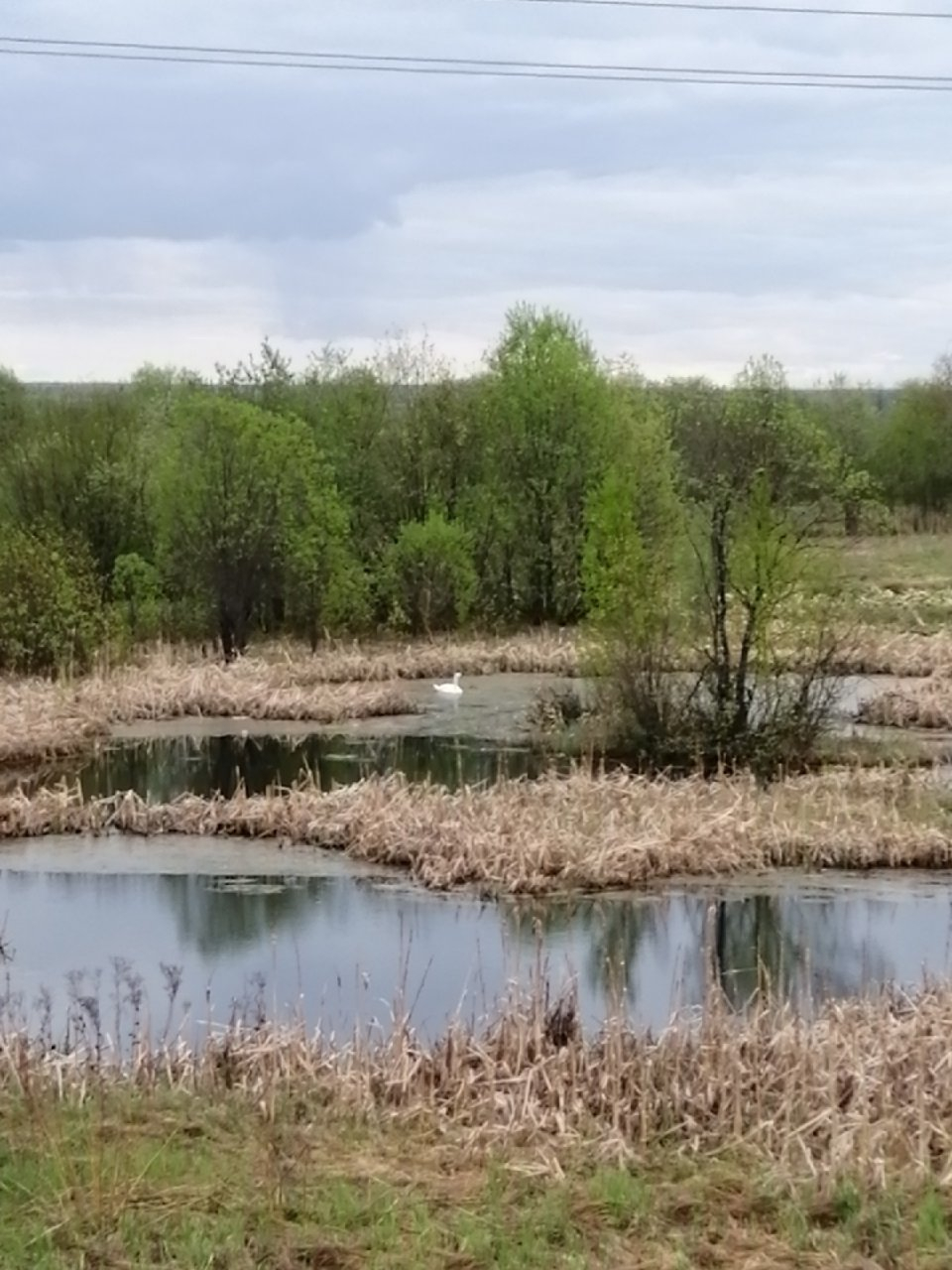 Фото дня: одинокий лебедь в озере под Сыктывкаром