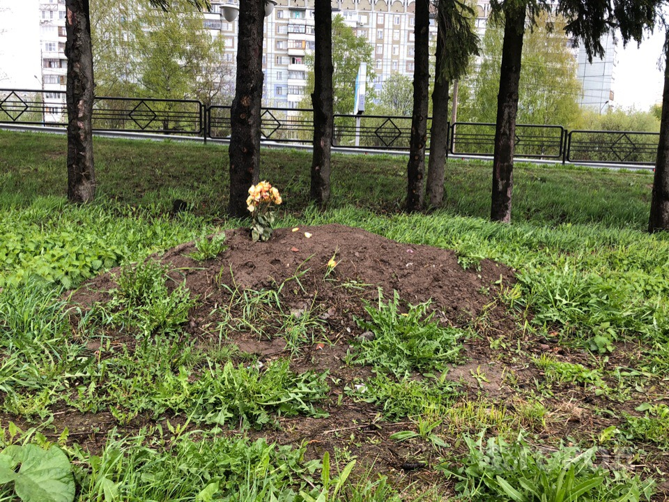 Сыктывкарцы: «На парковке ТРЦ «Макси» похоронили животное» (фото)