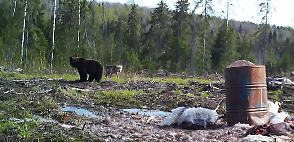 В Коми медведь противостоял волку, а затем стал жертвой охотников (фото)