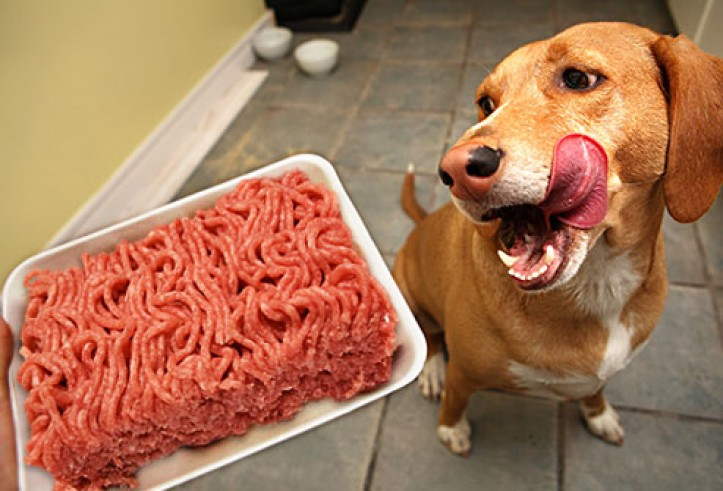 Опасные «вкусняшки»: что делать, если собака отравилась на прогулке в Сыктывкаре