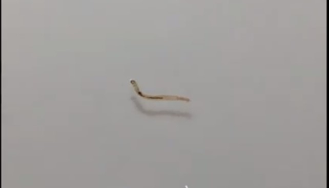 Жители Коми обнаружили живых червей в проточной воде (видео)