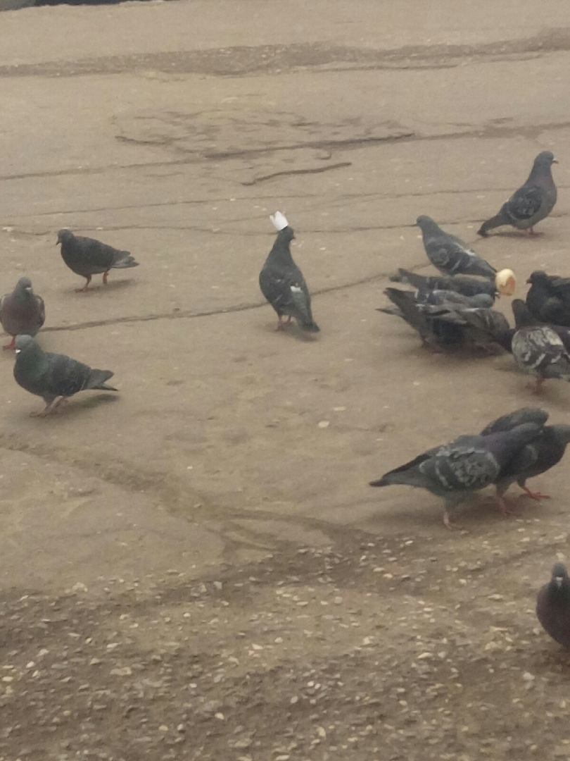 Фото дня в Сыктывкаре: высокомерный голубь в белой короне