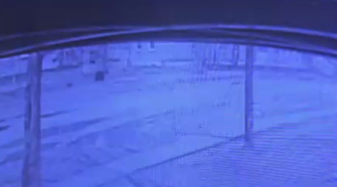 6 случаев, когда люди столкнулись с медведями в Коми