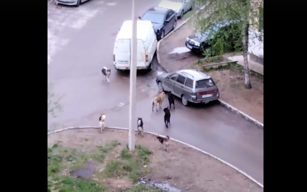 «Пристрелю, задрали реально»: жителям Коми не дают покоя «орущие» собаки (видео)