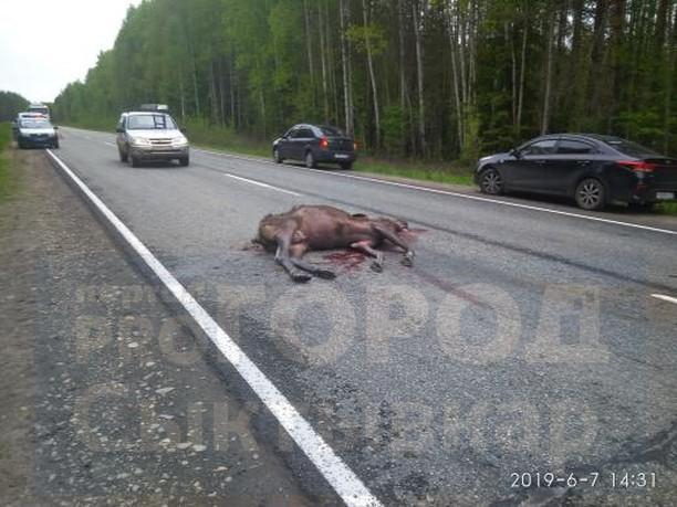 На трассе в Коми насмерть сбили крупного лося (фото)