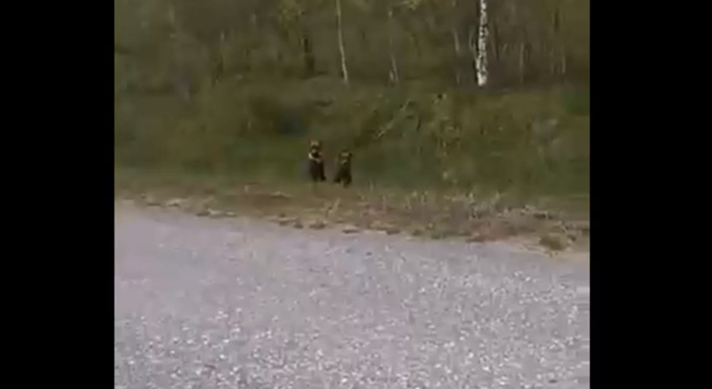 В одном из городов Коми разгулялись медведи (фото, видео)