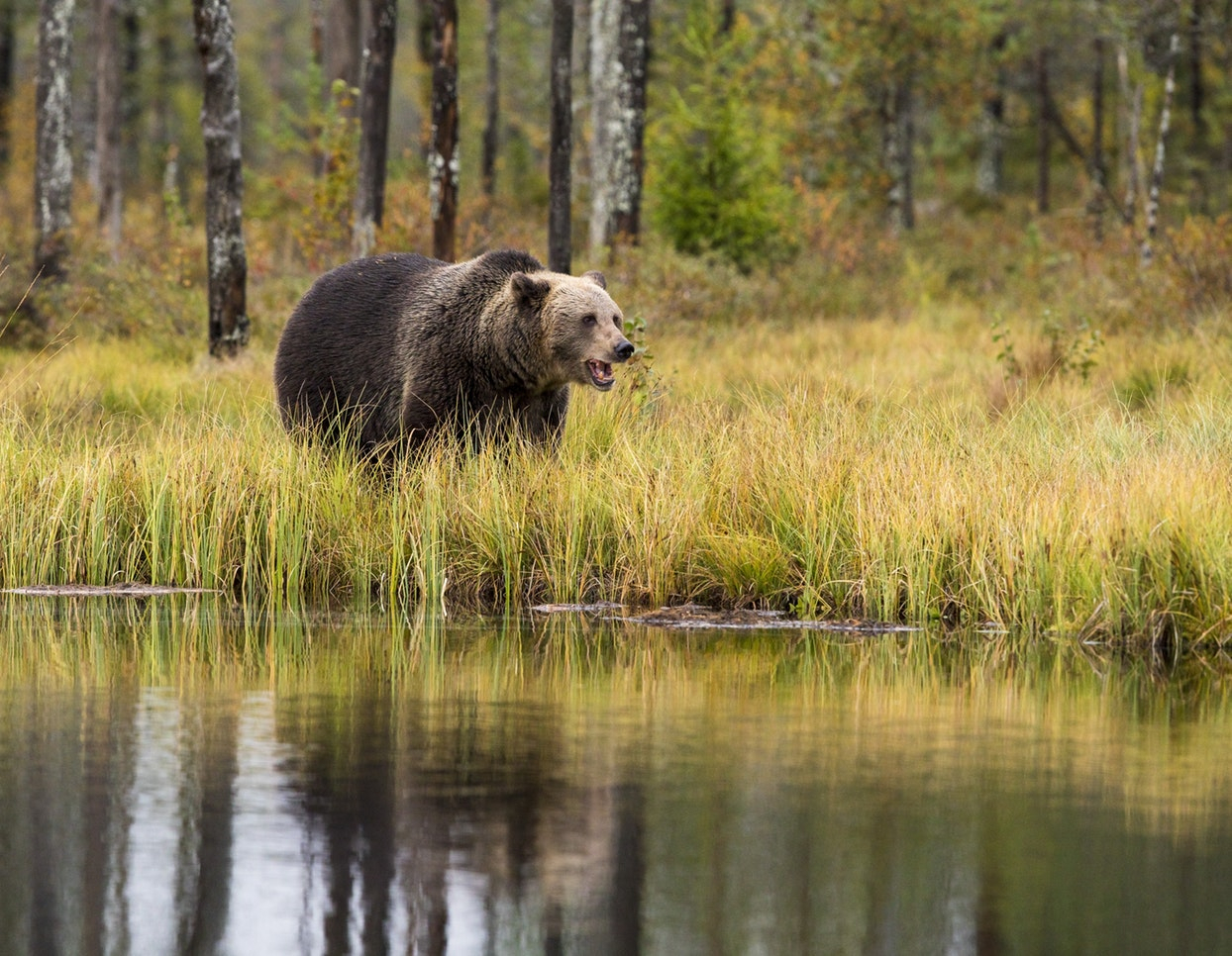 В Коми убьют медведей, которые выходят в города