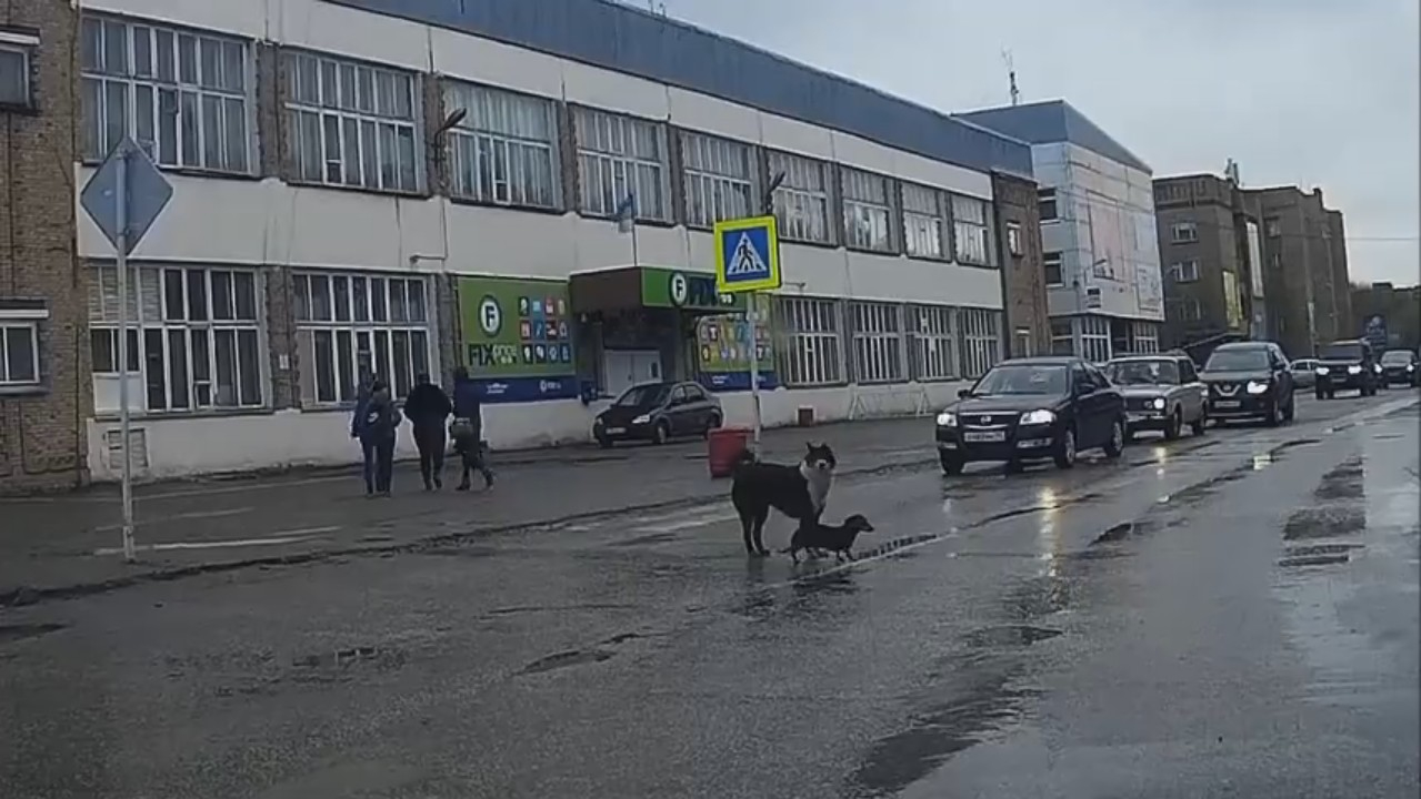«Учебный курс для пешеходов»: в Коми две собаки образцово перешли дорогу (видео)
