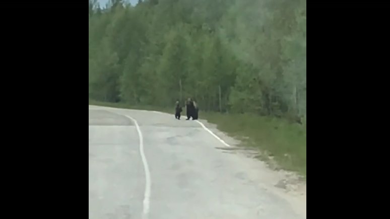 В одном из поселков Коми заметили семейство медведей (видео)
