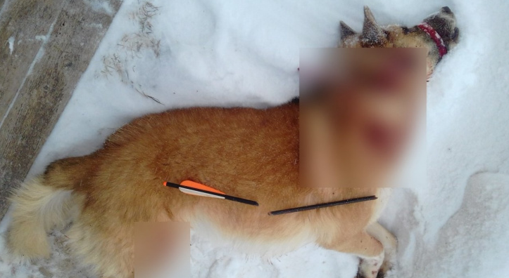 Жителю Коми, который убил собаку из арбалета, вынесли приговор